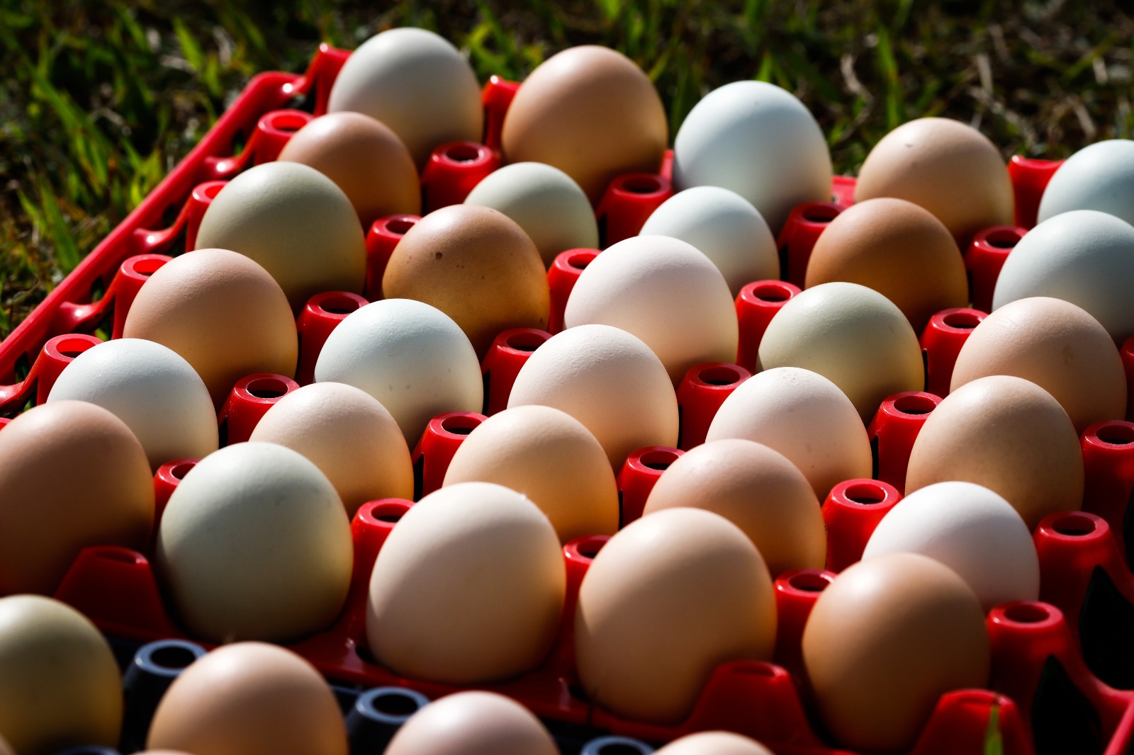 Produção de ovos deve crescer 14,6% em Goiás neste ano, segundo Ministério da Agricultura e Pecuária / Foto: Wenderson Araujo/CNA